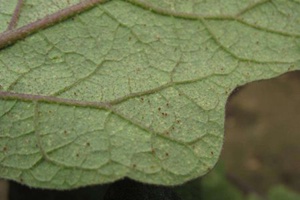 藤本月季螨虫防治方法