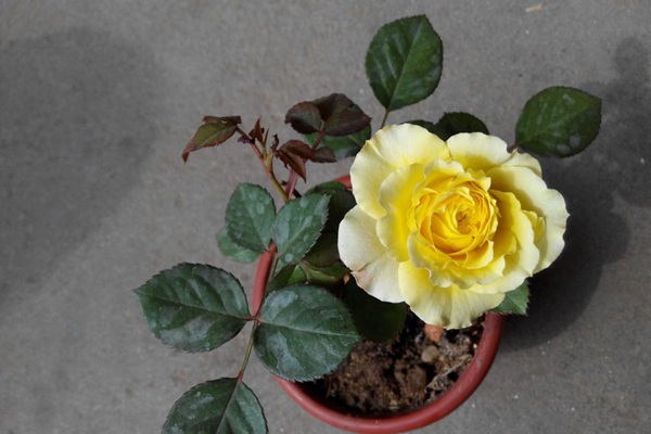 火星王阳台(Mars King Terrazza)
