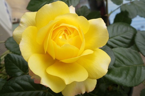 火星王阳台(Mars King Terrazza)