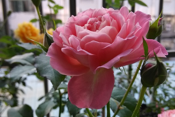 芳香王阳台(Fragrance King Terrazza)