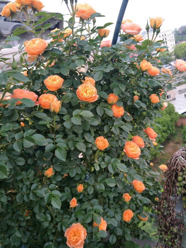 甜梦(Sweet Dream)