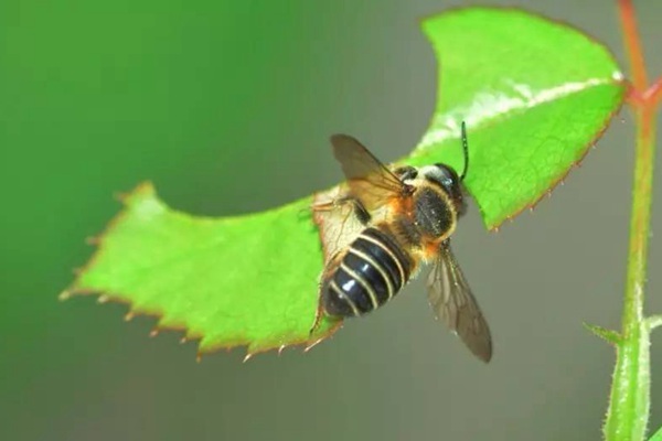 月季切叶蜂的危害及防治方法