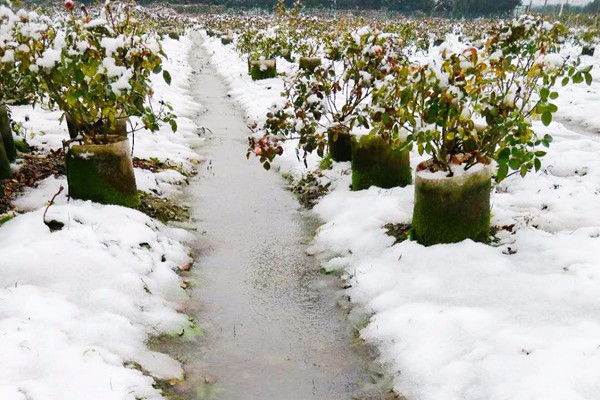 都下雪了，月季会不会冻死啊？