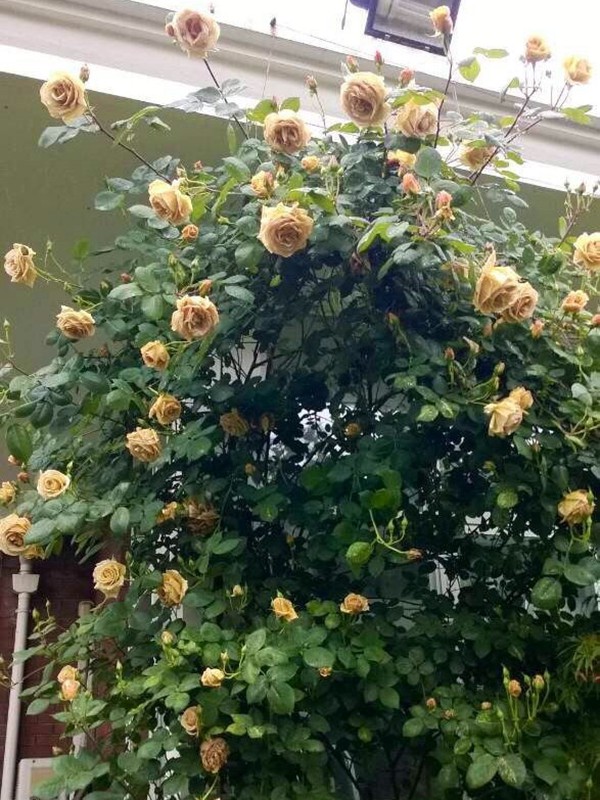 黄油硬糖(Butterscotch)