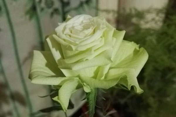 永远的科夫(Corfu Forever)