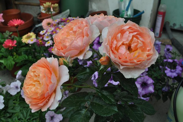 杏色露台(Abricot Terrazza)