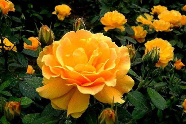 藤本黄和平(Yellow Peace)