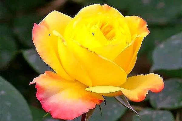藤本黄和平(Yellow Peace)