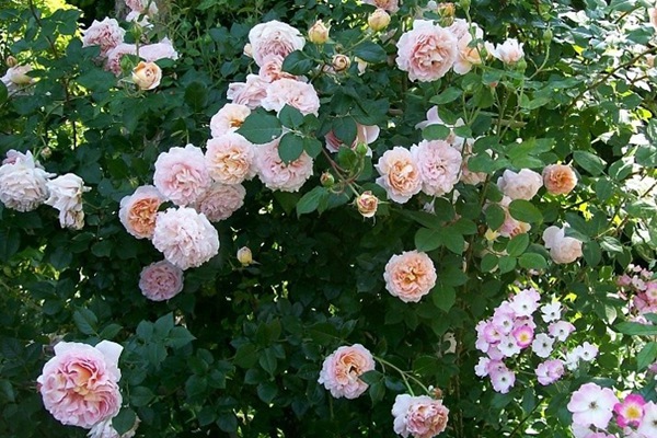 亚伯拉罕·达比（Abraham Darby）