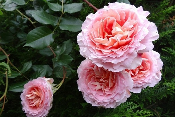 亚伯拉罕·达比（Abraham Darby）