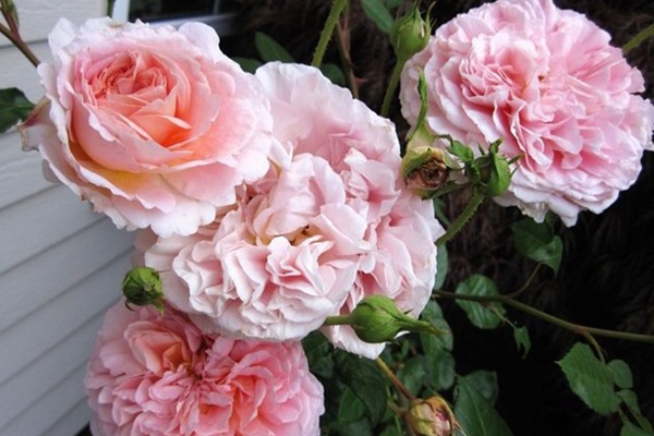亚伯拉罕·达比（Abraham Darby）
