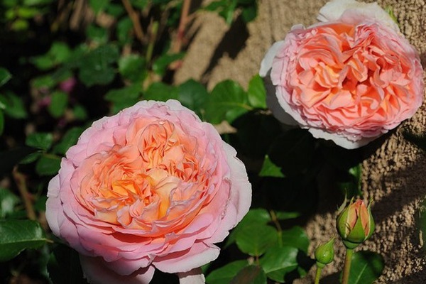 亚伯拉罕·达比（Abraham Darby）