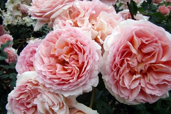 亚伯拉罕·达比（Abraham Darby）