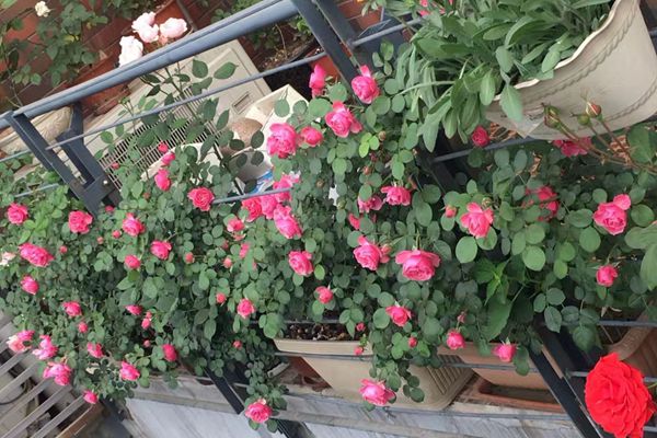 藤本月季可以在阳台种植吗？
