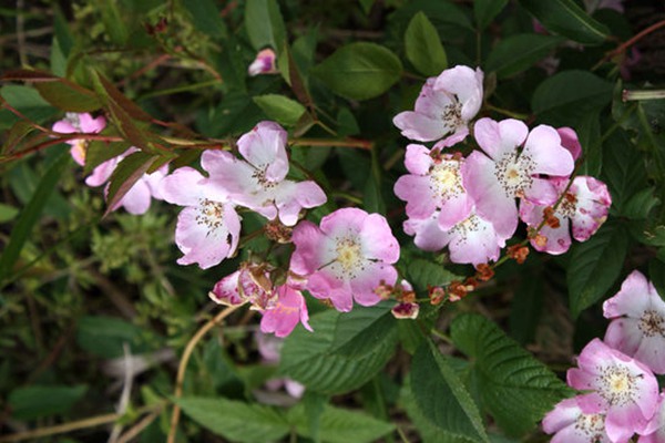 粉团蔷薇(cathayensis)