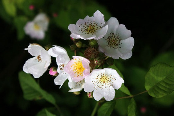 粉团蔷薇(cathayensis)