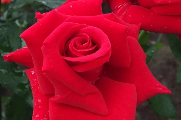 大阪玫瑰