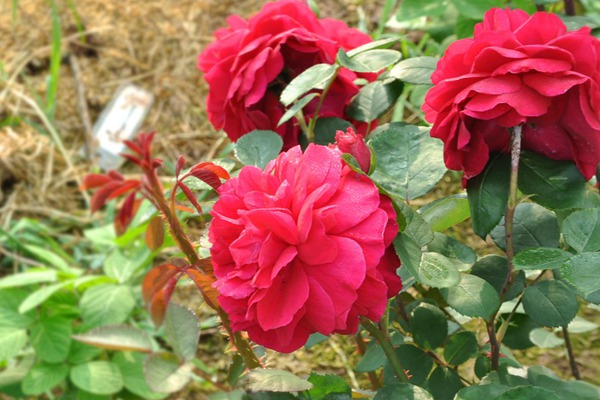 德伯家的苔丝Tess of the d`Urbervilles