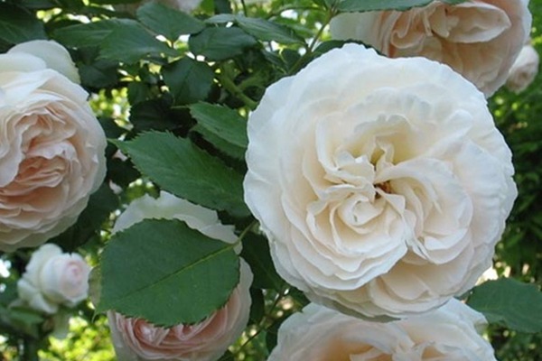 白色龙沙宝石Blanc Pierre de Ronsard