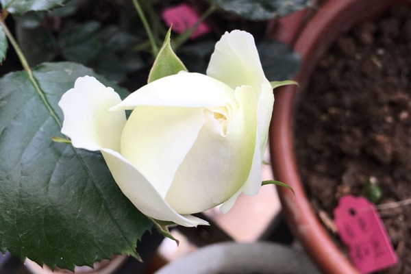 白色龙沙宝石Blanc Pierre de Ronsard