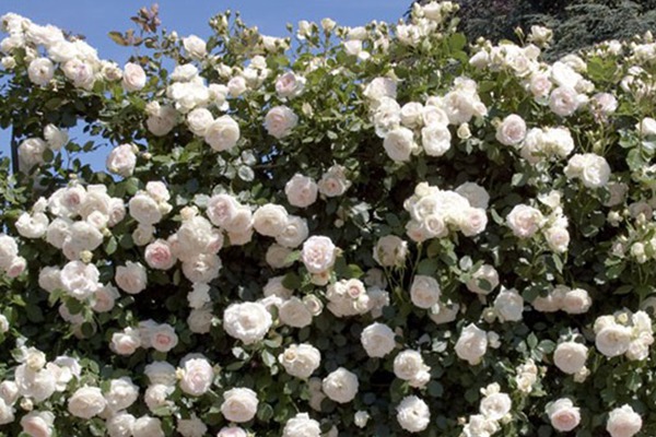 白色龙沙宝石Blanc Pierre de Ronsard