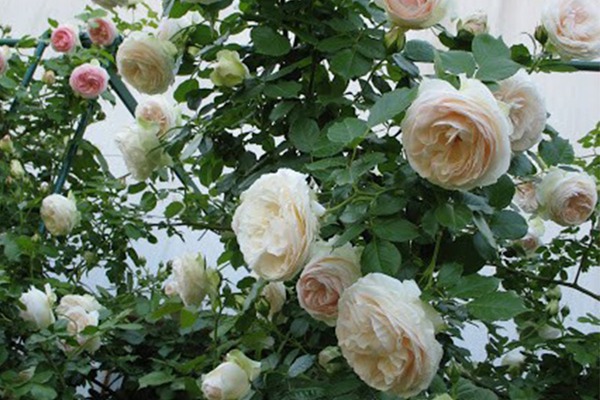 白色龙沙宝石Blanc Pierre de Ronsard