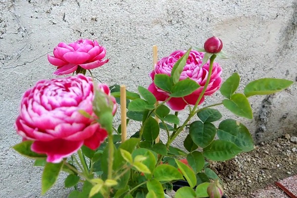 玛丽玫瑰/日本玛丽