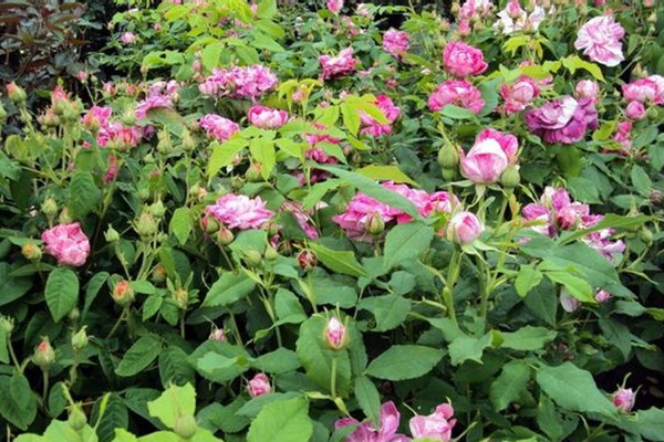 抓破美人脸Variegata di Bologna