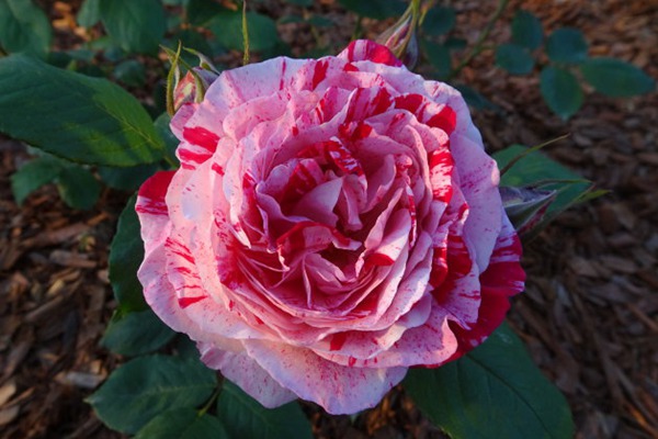 抓破美人脸Variegata di Bologna