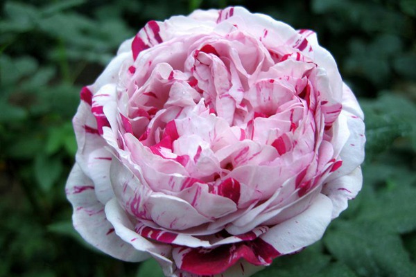 抓破美人脸Variegata di Bologna