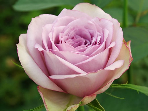 丁香经典Lilac  Classic