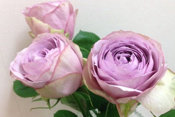 丁香经典Lilac  Classic