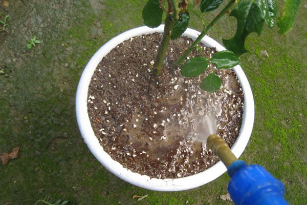春天种植的月季怎么浇水施肥？