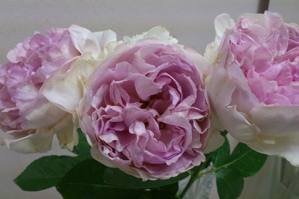 伊芙克莱尔Yves Clair