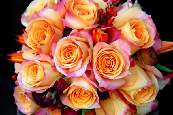 高档玫瑰品种大全，高档玫瑰品种有哪些