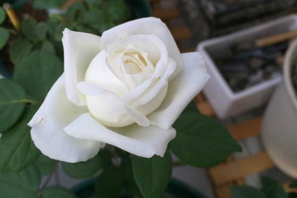 伊芙.婚礼之路Yves Wedding Road