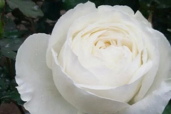 伊芙.婚礼之路Yves Wedding Road