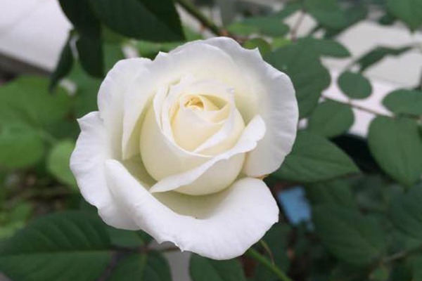 伊芙.婚礼之路Yves Wedding Road