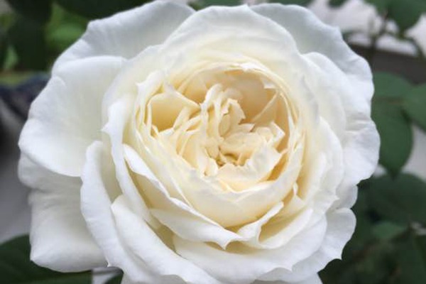 伊芙.婚礼之路Yves Wedding Road
