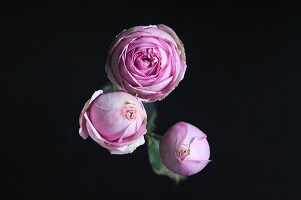 伊芙米欧拉Yves Miora