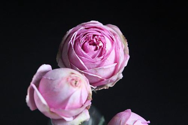 伊芙米欧拉Yves Miora