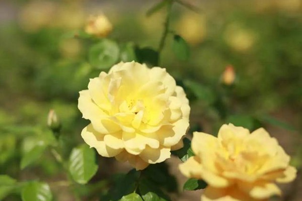 黄从容Yellow Leisure Liness