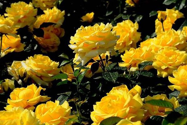 黄从容Yellow Leisure Liness