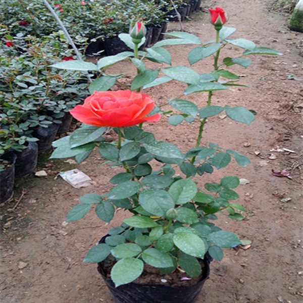 绯扇Hiogi——15cm+经典大花月季