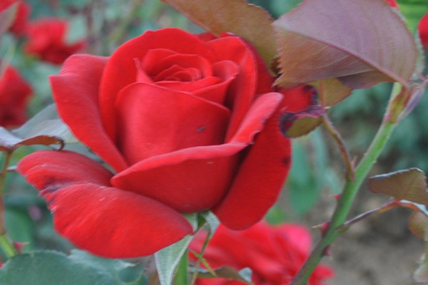 梅朗口红Rouge Meilland