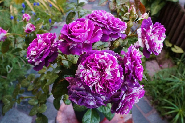芬芳宝石Scented Jewel