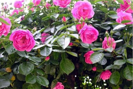 爬藤月季和蔷薇哪个漂亮？