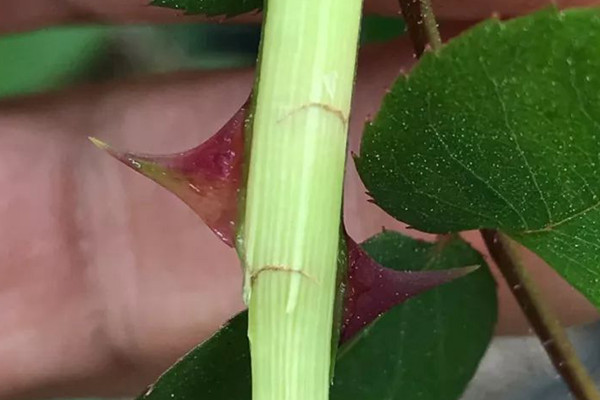 月季枝条发蔫，不容易逮，孵化后就啃食月季的枝条，所以一般采用挂黄板的方式来治理茎蜂成虫。