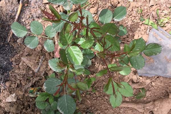 藤本月季种植千万别折腾，越折腾越死得快！