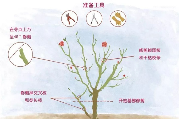 月季春花过后的修剪操作